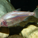 Illustration for article titled How the Cavefish Lost Its Eyes